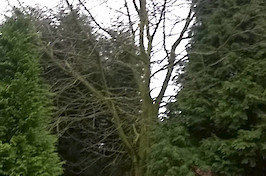 Gardening  Nottingham Tree and Hedge Work 1