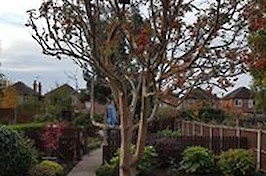 Gardening  Nottingham Tree and Hedge Work 6
